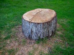 How Our Tree Care Process Works  in  Franklin Grove, IL