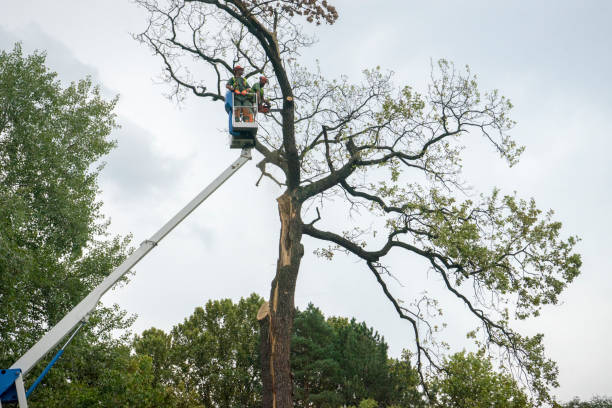 Reliable Franklin Grove, IL Tree Care Solutions